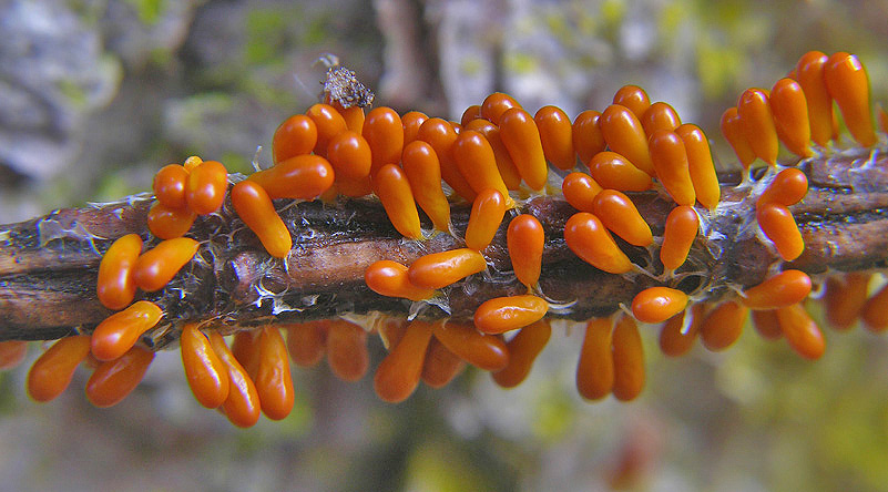 Leocarpus fragilis (Dicks.) Rostaf.